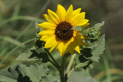 513county 165sun.jpg