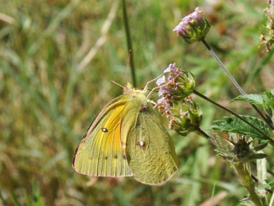 513county 180orange.jpg
