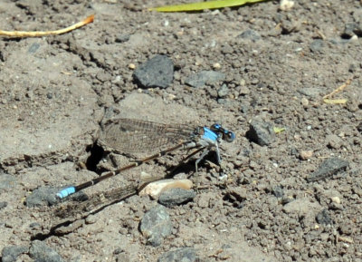513county 199blueringed.jpg