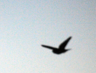 513lesser 021lesser.jpg