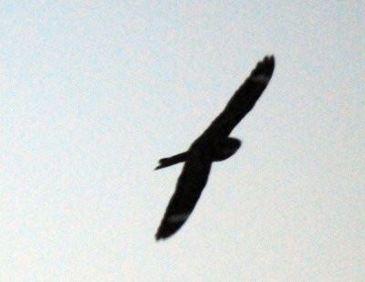 513lesser 0281lesser.jpg