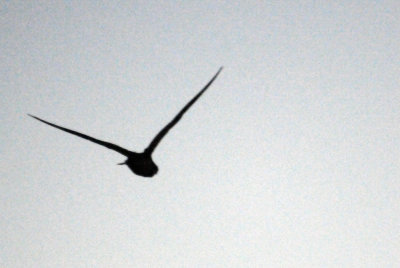 513lesser 0381lesser.jpg