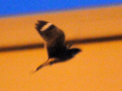 514lesser 007lesser.jpg