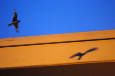514lesser 009lesser.jpg