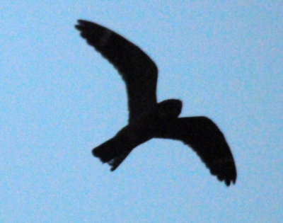514lesser 027lesser.jpg
