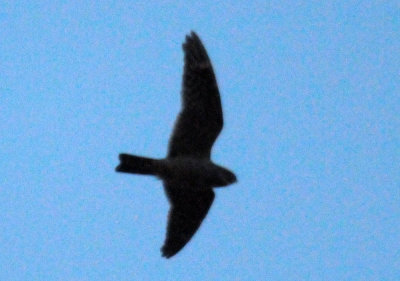 514lesser 039lesser.jpg
