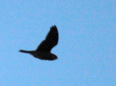 514lesser 040lesser.jpg