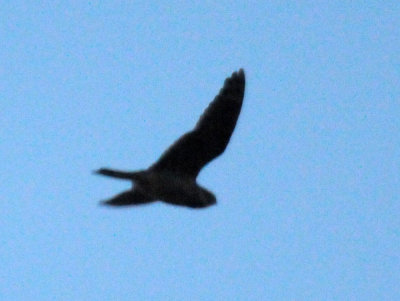 514lesser 041lesser.jpg