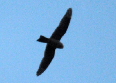 514lesser 042lesser.jpg