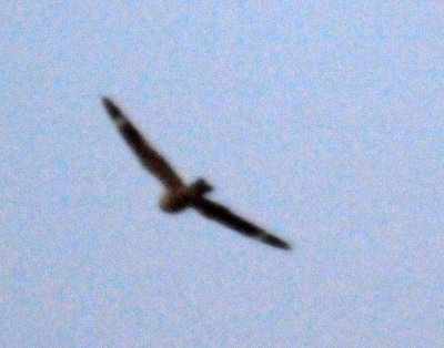 514lesser 050lesser.jpg
