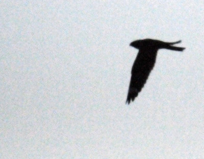 514lesser 075lesser.jpg