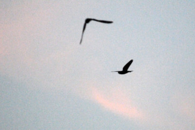 514lesser 099lesser.jpg