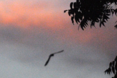 514lesser 109lesser.jpg