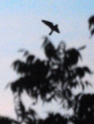 514lesser 116lesser.jpg