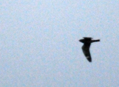 514lesser 139lesser.jpg
