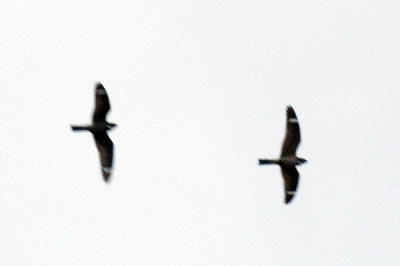 516lesser 003lesser.jpg