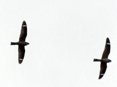 516lesser 004lesser.jpg