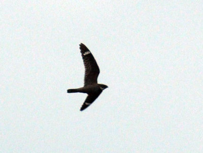 516lesser 009lesser.jpg