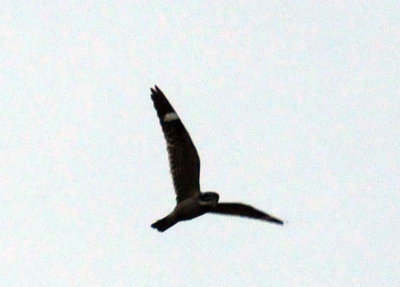 516lesser 021lesserzzzzzzzzz.jpg