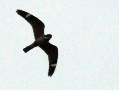 516lesser 022lesser.jpg