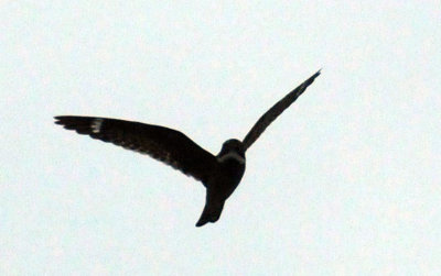 516lesser 023lesser.jpg