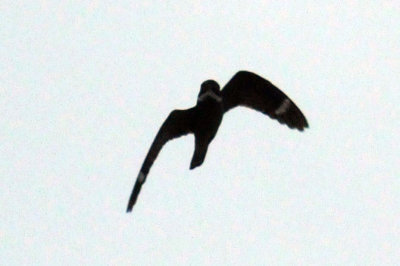 516lesser 024lesserzzzzzzzzz.jpg