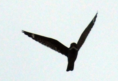 516lesser 025lesserzzzzzzzzzz.jpg