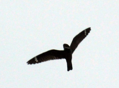 516lesser 026lesser.jpg