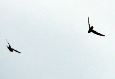 516lesser 027lesser.jpg