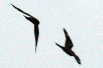 516lesser 029lesser.jpg