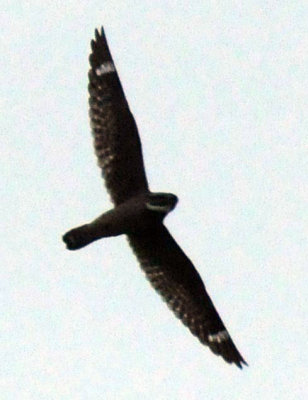 516lesser 035lesserzzzzzzzzzz.jpg