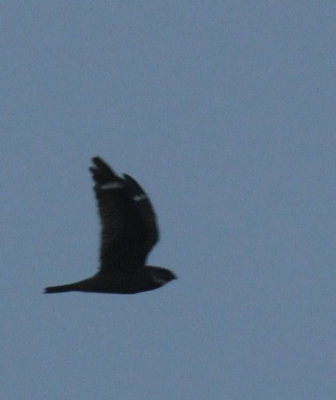 516lesser 037lesserzzzzzz.jpg