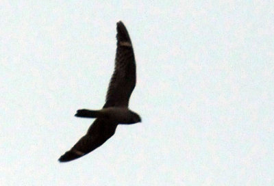 516lesser 038lesser.jpg
