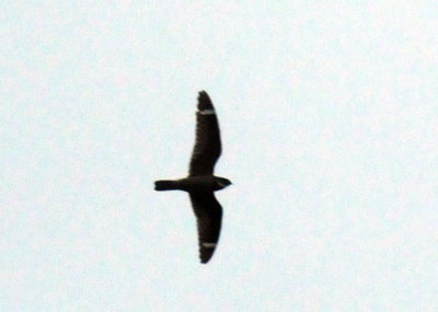 516lesser 042lesser.jpg