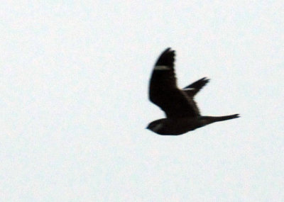 516lesser 044lesser.jpg