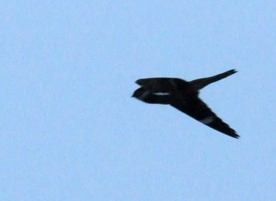 516lesser 045lesser.jpg