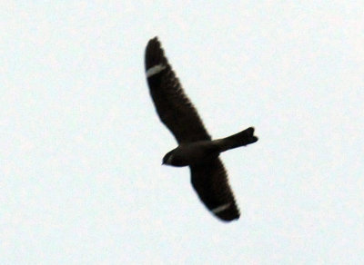 516lesser 046lesser.jpg