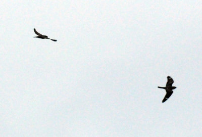 516lesser 052lesser.jpg