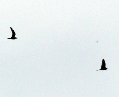 516lesser 053lesser.jpg