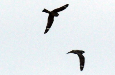 516lesser 055lesser.jpg