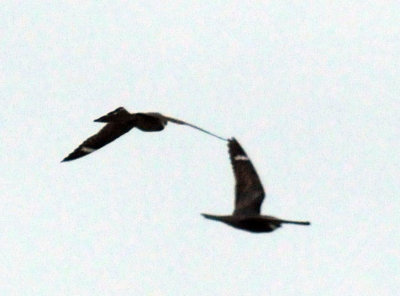 516lesser 056lesser.jpg