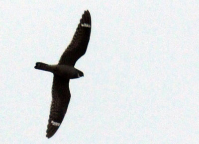 516lesser 058lesserzzzzzzzzzz.jpg