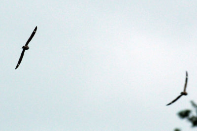 516lesser 060lesser.jpg