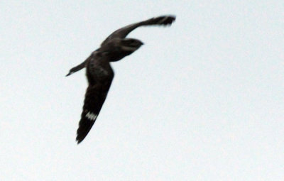 516lesser 062lesser.jpg