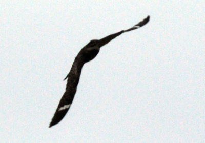 516lesser 064lesser.jpg