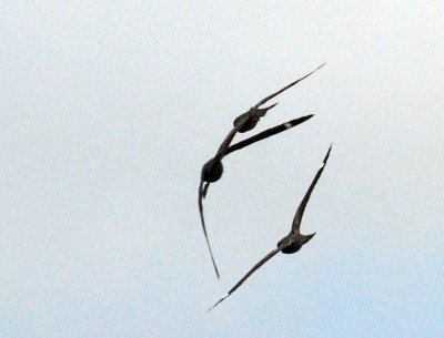 516lesser 085lesser.jpg