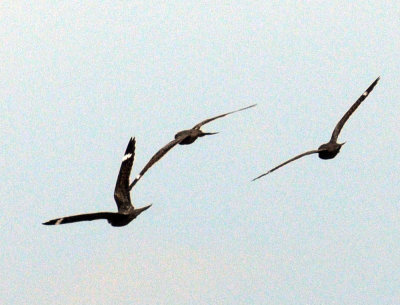 516lesser 087lesserzzzzzzzzzzzz.jpg
