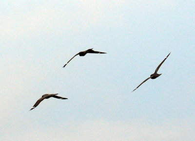 516lesser 088lesserzzzzzzz.jpg