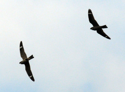 516lesser 097lesserzzzzzzz.jpg