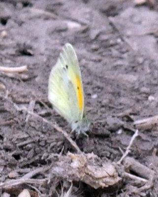 520cooks 027dainty sulphur.jpg